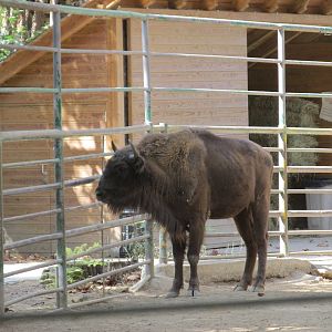 wisent barcelona zoo