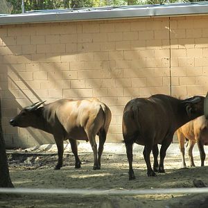 forest buffalo barcelona zoo