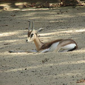 sahara dorcas gazelle barcelona zoo