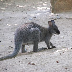 parma wallaby barcelona zoo