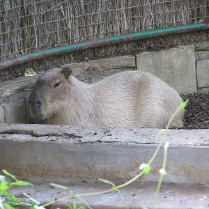 capibara barcelona zoo