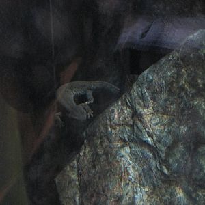 monteseny brook newt barcelona zoo