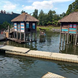African silt village fur seal exhibit