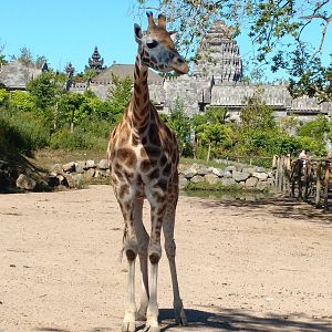Giraffe background showing Asia themed area