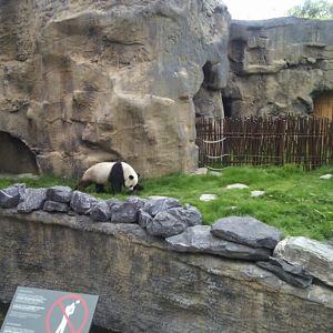 Giant panda exhibit