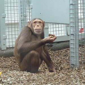 Chimp, Tumba, September 2016