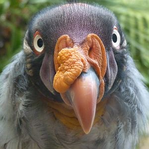 King Vulture, September 2016