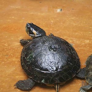 D'Orbigny's slider - Mendoza Aquarium, April 2016