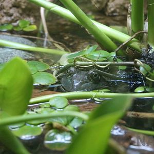 American bullfrog - Mendoza Aquarium, April 2016