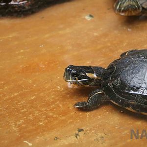 D'Orbigny's slider - Mendoza Aquarium, April 2016