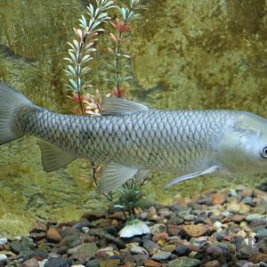 Grass carp - Mendoza Aquarium, April 2016