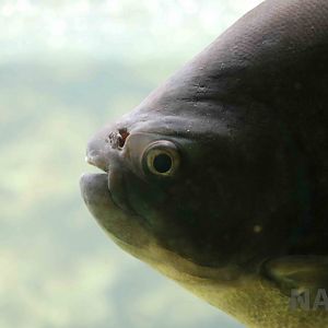 Pirai (pacu) - Mendoza Aquarium, April 2016