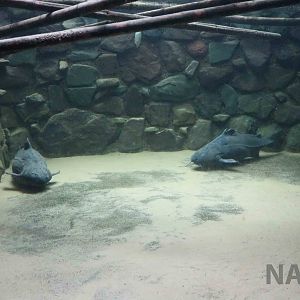 Granulated catfish tank - Mendoza Aquarium, April 2016