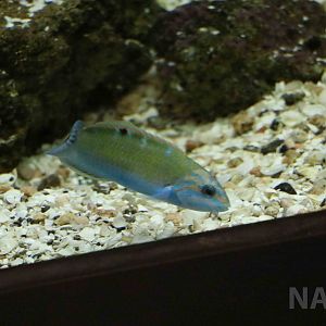 Wrasse - Mendoza Aquarium, April 2016