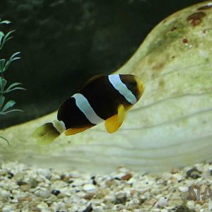 Clark's(?) anemonefish - Mendoza Aquarium, April 2016