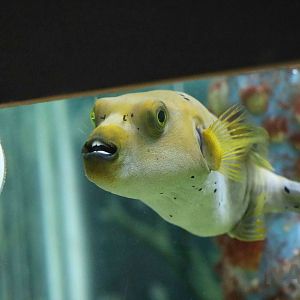 Guineafowl puffer - Mendoza Aquarium, April 2016