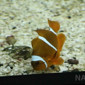 Clownfish sp. - Mendoza Aquarium, April 2016