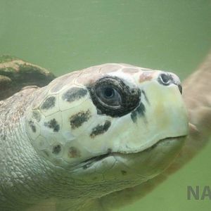 Loggerhead turtle - Mendoza Aquarium, April 2016