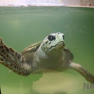 Loggerhead turtle - Mendoza Aquarium, April 2016
