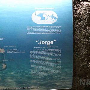 The story of 'Jorge', the loggerhead turtle - Mendoza Aquarium, April 2016