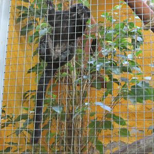 goeldi?s monkey barcelona zoo