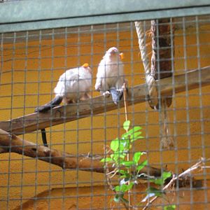 silvery marmoset barcelona zoo