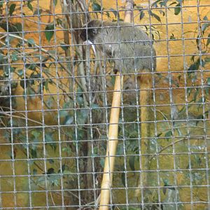 emperor tamarin barcelona zoo