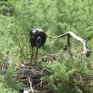 glossy ibis nesting barcelona zoo