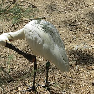 spoonbill barcelona zoo