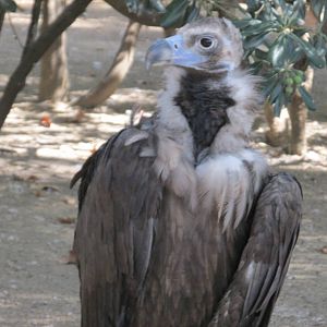 cinereous vulture barcelona zoo