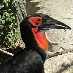 southern ground hornbill zoo barcelona