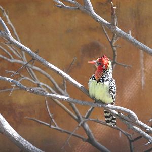 red and yellow barbet barcelona zoo