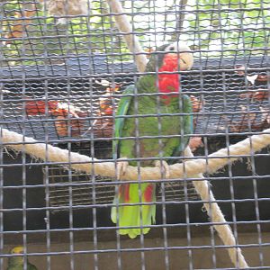 cuban amazon parrot barcelona zoo