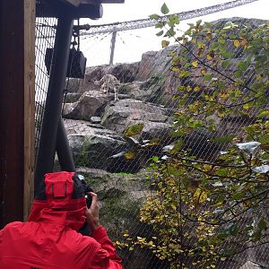 Photographing Mr Hood...photographing a Snow Leopard