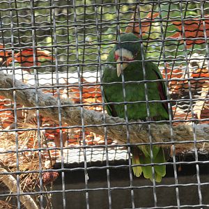 white fronted amazon parrot barcelona zoo