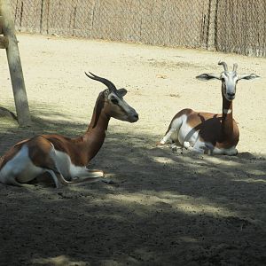 mhorr gazelle barcelona zoo
