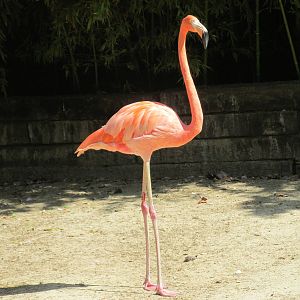 cuban flamingo barcelona zoo