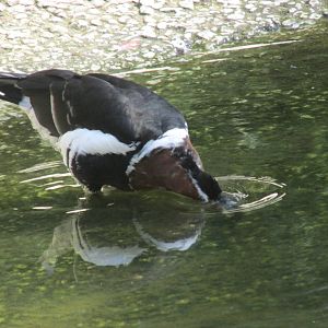 red breasted goose barcelona zoo