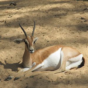 sahara dorcas gazelle barcelona zoo
