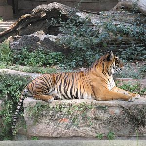 sumatran tiger barcelona zoo