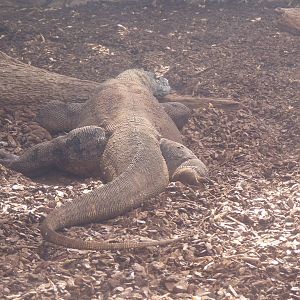 Komodo Dragon, September 2016
