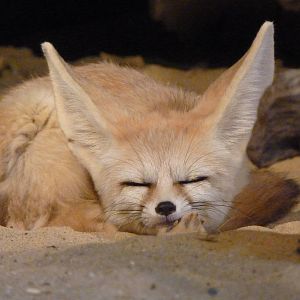 Fennec Fox, September 2016