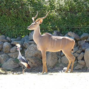 Savannah exhibit, September 2016