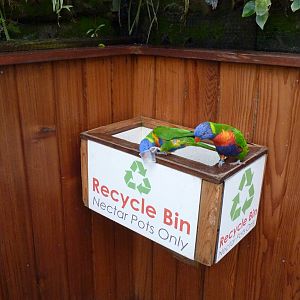 Australian Rainbows, September 2016