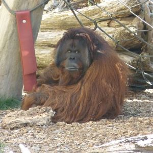 Bornean Orangutan, September 2016