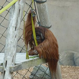 Bornean Orangutan, September, 2016