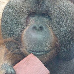 Hybrid Orangutan, September 2016