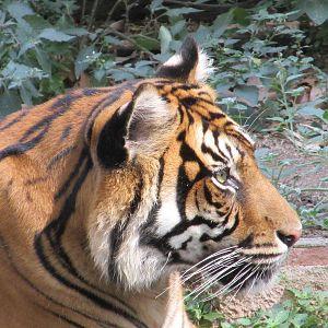 sumatran tiger barcelona zoo