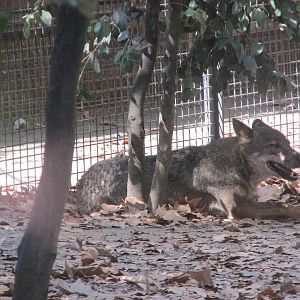 iberian wolf barcelona zoo