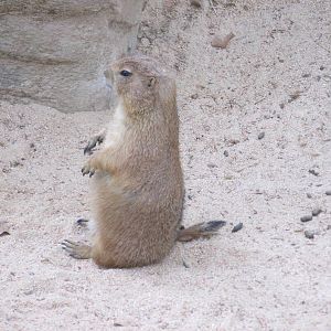 prarie dog barcelona zoo